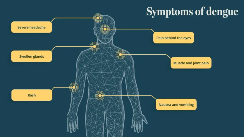 Symptoms of dengue