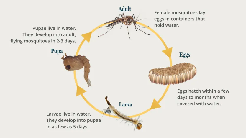 Dengue Mosquito  image Lifecycle. Dengue mosquito identified vs a normal mosquito