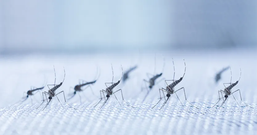 Dengue fever increases in prevalence despite dengue mosquito control. Novel strategies required for dengue fever prevention and dengue treatment