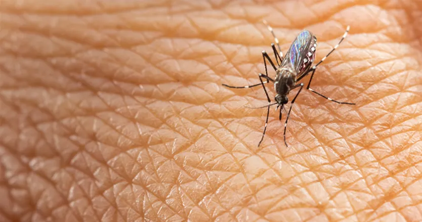 Dengue mosquito bite image. Dengue mosquito on skin